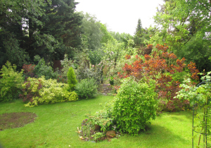 the big old conifers were cut down this year. The new shrubs are my new additions to the garden.